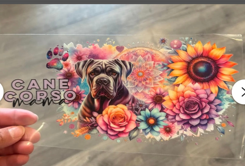 Cane Corso